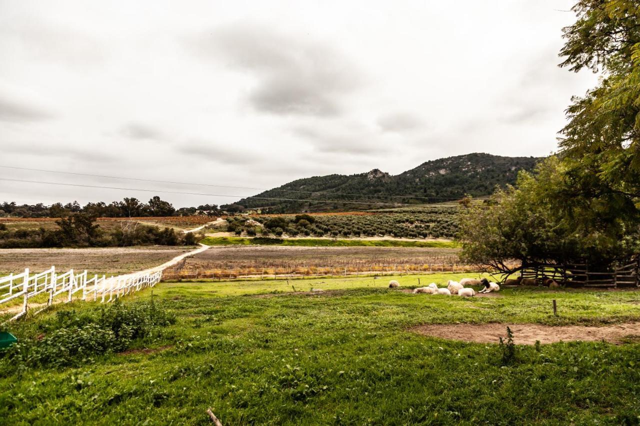 לינה וארוחת בוקר וולינגטון Ayama Wine Farm - Manor House מראה חיצוני תמונה